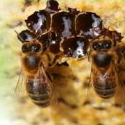 Языки пчел и муравьев